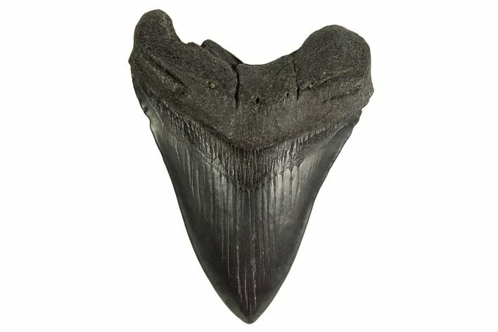 Fossil Megalodon Tooth - South Carolina #332076